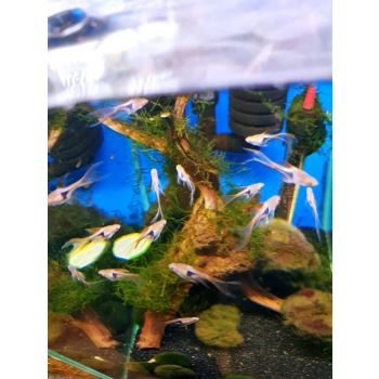 Razbora klinowa welonowa – Trigonostigma heteromorpha longfin