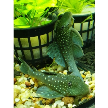 Zbrojnik L-128 Hemiancistrus blue Phantom