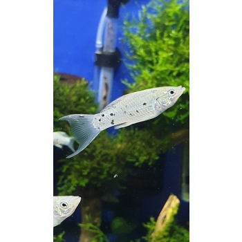 Molinezja Dalmatyńczyk (Dalmatin) - Poecilia sphenops var. Dalmatian