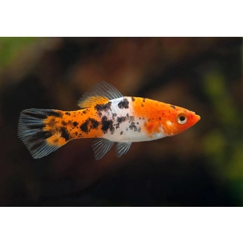 Mieczyk Tricolor - Xiphophorus hellerii