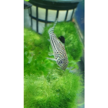 Kirysek Julii - Kirysek lamparci - Corydoras Julii