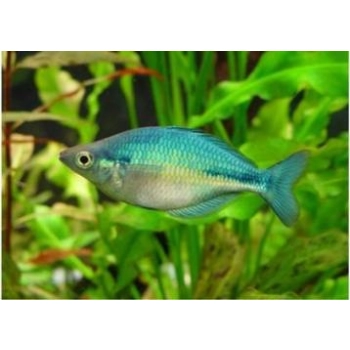 Tęczanka niebieska - Melanotaenia lacustris