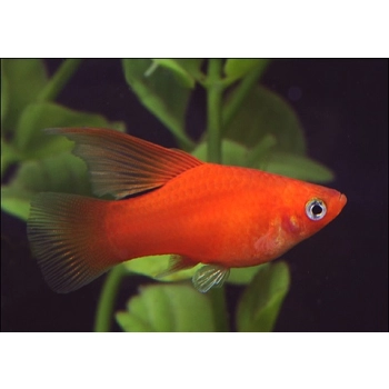 Mieczyk czerwony-Xiphophorus hellerii