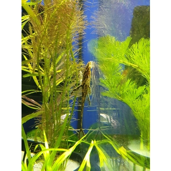 Zbrojnik Kolumbijski - Loricaria filamentosa