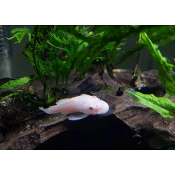 Ancistrus L 144 Snow White - zbrojnik