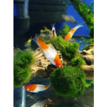 Mieczyk Koi-Xiphophorus helleri Koi