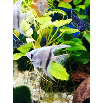 Skalar niebieski - philippine blue - Pterophyllum scalare