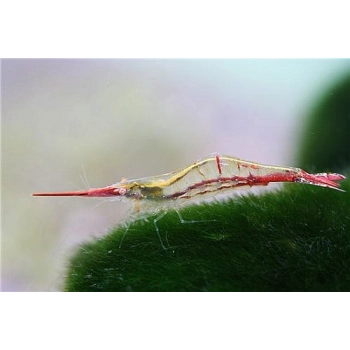 Krewetka Pinokio - Red Nose - Caridina gracilirostris