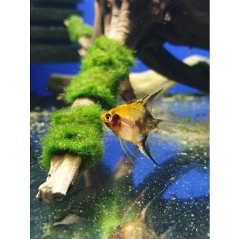 Skalar Koi Red Devil - Pterophyllum scalare