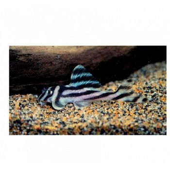 Zbrojnik Zebra L46 - Hypancistrus Zebra