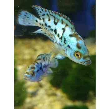 Pielęgnica Electric Blue Jack Dempsey - Rocio octofasciata