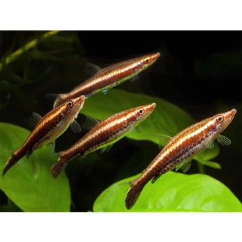 Ukośnik ozdobny - Nannostomus eques
