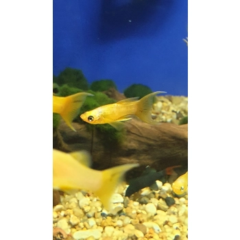 Molinezja złota Gold - Poecilia sphenops Gold