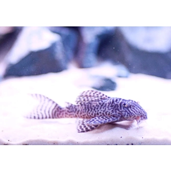 Glonojad zbrojnik L66L Hypancistrus sp. King Tiger