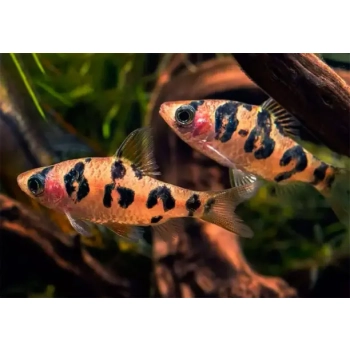 Grupa brzanek nadobnych Desmopuntius rhomboocellatus