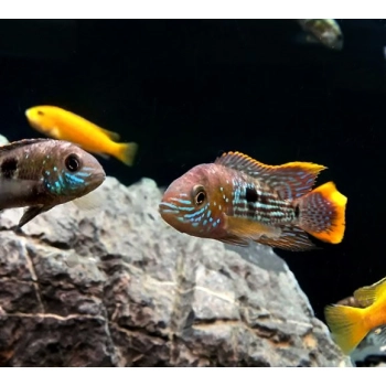 Akara pomarańczowopłetwa - Andinoacara rivulatus