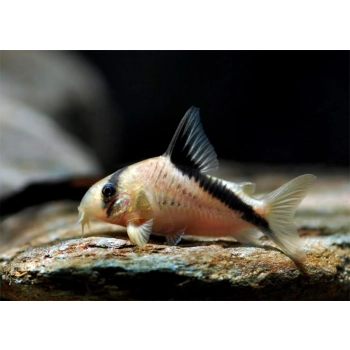 kirysek plamooki Corydoras melini ryba denna do akwarium