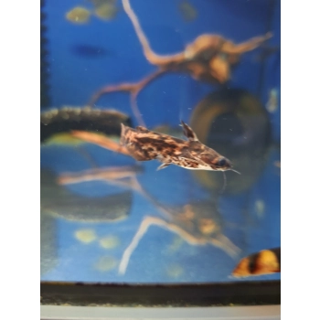Sumik Fishera - Trachelyopterus fisheri