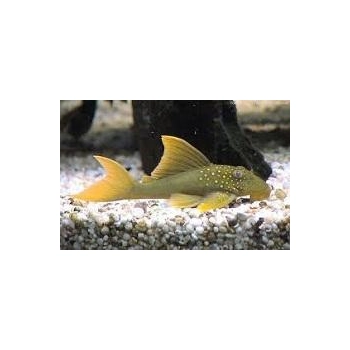 Zbrojnik zielony glonojad L200 - Baryancistrus demantoides