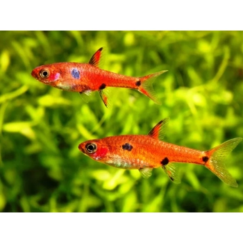Razbora plamista - Boraras maculatus
