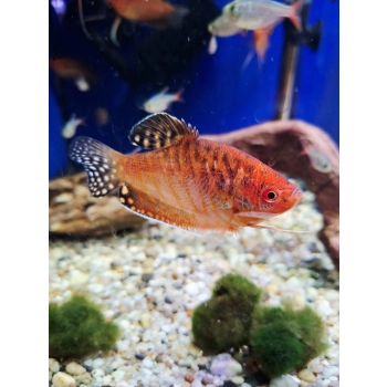Gurami czerwone - Trichogaster trichopterus Red