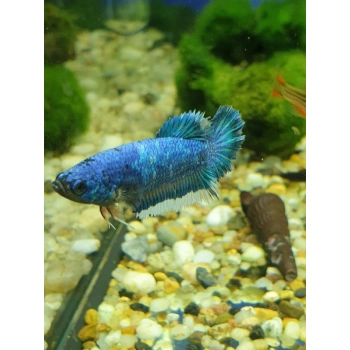 Bojownik samica - różne odmiany - Betta splendens
