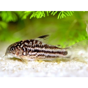 Kirysek Nanus – Kirysek mały – Corydoras Nanus