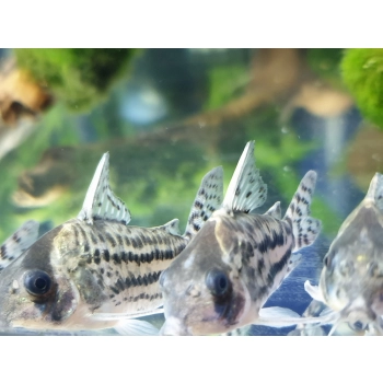 Kirysek Scwartzi - Corydoras Schwartzi