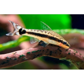 otosek przyujściowy - otocinclus affinis