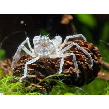 Krab Micro – Krab karłowaty – Limnopilos Naiyanetri