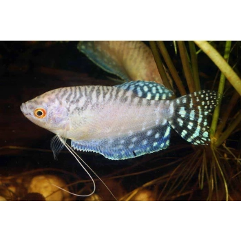 Platynowe Gurami - Trichopodus trichopterus platinum