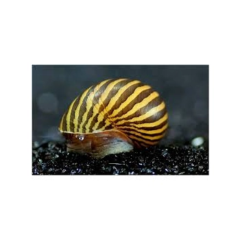 Ślimak Neritina Sp. Zebra - Neritina natalensis