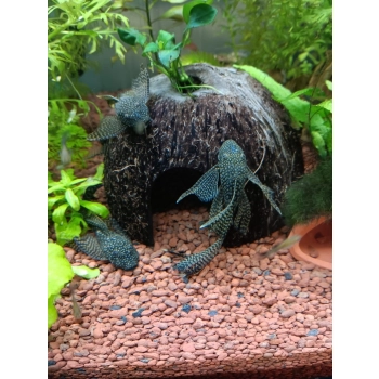 Glonojad Zbrojnik Weloniasty - Ancistrus Sp. welon