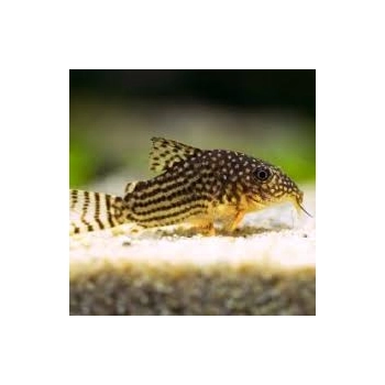 Kirysek sterby - Corydoras sterbai