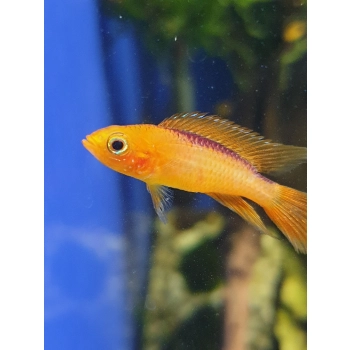 Pielęgniczka Agassiza - Apistogramma agassizii