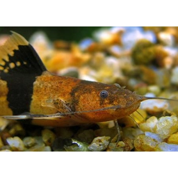 Arlekinek wenezuelski - Microglanis Iheringi