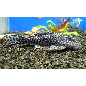 Hypancistrus Sp. L400 zbrojnik