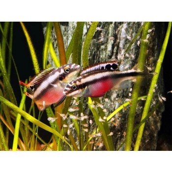 Narybek Pelvicachromis pulcher – młode barwniaki czerwonobrzuchy