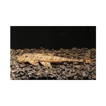 Loricaria harttia punctata