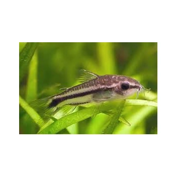 Kirysek pigmej - Corydoras Pygmaeus