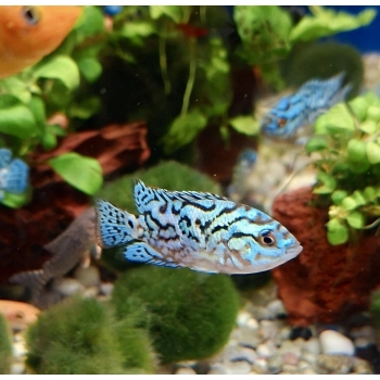 Pielęgnica Electric Blue Jack Dempsey - Rocio octofasciata