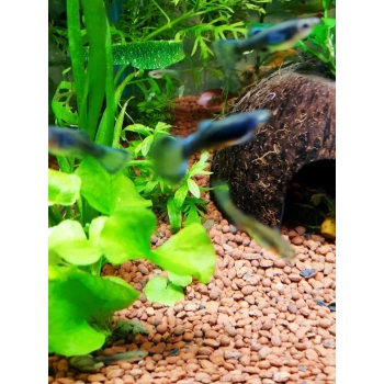 Gupik niebieski moskiewski - Moscow blue - Poecilia wingei