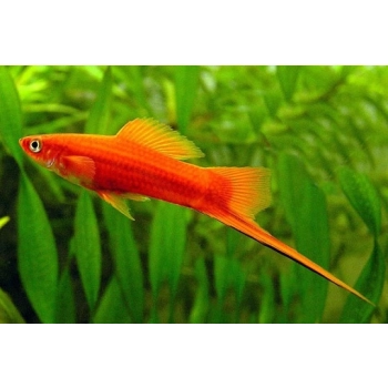 Mieczyk czerwony-Xiphophorus hellerii