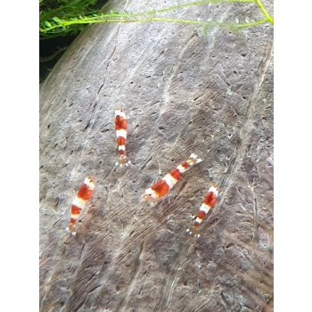 Krewetka Crystal Red - Caridina cf. cantonensis
