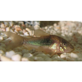 Kirysek spiżowy - Corydoras aeneus