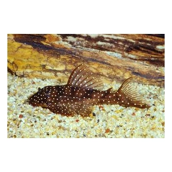 Zbrojnik L004 Angelicus Pleco Hypancistrus sp