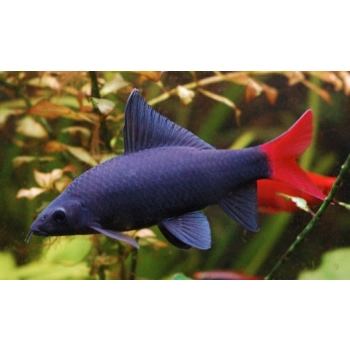 Grubowarg dwubarwny - Labeo bicolor - Epalzeorhynchos bicolor