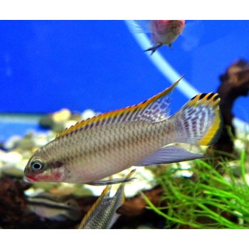 Barwniak szmaragdowy nigeria red - Pelvicachromis taeniatus