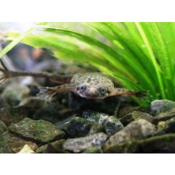 Żaba szponiasta - Karlik - Hymenochirus boettgeri