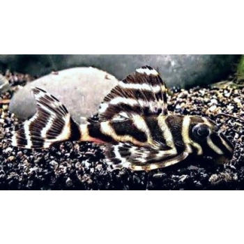 Zbrojnik L199 - Hypancistrus furunculus